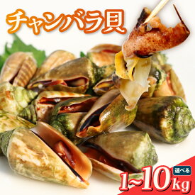 【ふるさと納税】 チャンバラ貝 1kg ~ 10kg 貝 マガキ貝 珍味 おつまみ 酒の肴 海鮮 魚介 貝類 貝料理 刺身 煮付け 焼き貝 グリル 蒸し物 貝飯 魚貝 チャンバラガイ 希少 高知県産 四国 特産品 名物 美味しい 新鮮 産地直送 宿毛市 高知県