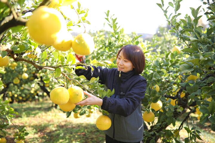 楽天市場】【ふるさと納税】浜田農園の土佐文旦5kg家庭用 : 高知県宿毛市 楽天市場】【ふるさと納税】浜田農園の土佐文旦5kg家庭用 : 高知県宿毛市