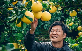 【ふるさと納税】 訳あり 土佐文旦 5kg 10kg 家庭用 松岡農園 ぶんたん 文旦 ブンタン 柑橘 果物 フルーツ 高知県産 特産品 名産 産地直送 贈り物 ギフト 贈答用 お歳暮 お中元 お礼 お返し 季節限定 冬 甘い 酸味 爽やか ジューシー ビタミンC 健康 美容 宿毛市