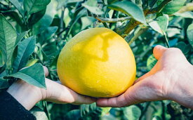 【ふるさと納税】予約殺到中!! 訳あり 土佐文旦 5kg 家庭用 まる博農園 文旦 ぶんたん ブンタン 柑橘 果物 フルーツ 特産品 名産品 贈答用 ギフト 贈り物 お歳暮 お中元 正月 高知県産 産地直送 旬 柑橘類 国産 みかん 甘酸っぱい ビタミンC 規格外 宿毛市 高知県 8000円