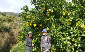 【ふるさと納税】 結 ゆい 果樹園 河内晩柑 9kg 家庭用 柑橘 みかん フルーツ 果物 ジュース 贈答 ギフト 贈り物 お取り寄せ 産地直送 国産 高知県 特産品 旬 季節 春 夏 ビタミンC 健康 美容 果汁 さっぱり 甘酸っぱい 宿毛市 高知県