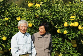 【ふるさと納税】 結 ゆい 果樹園 土佐文旦 5kg 贈答用 文旦 ぶんたん ブンタン 柑橘 かんきつ フルーツ 果物 みかん 高知県 特産品 産地直送 旬 ギフト 贈り物 プレゼント お歳暮 お中元 お取り寄せ 特別栽培 甘い 果汁 ビタミンC 宿毛市 高知県 14000円