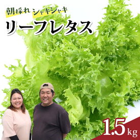 【ふるさと納税】 朝採れ レタス 1.5kg ( 15袋 ) 新鮮 リーフレタス サラダ 産地直送 野菜 フレッシュ 水耕栽培 栽培期間中 農薬不使用 ギフト ごはん サンドイッチ シャキシャキ おかず 高知 四国 おかけんふぁーむ 宿毛 10000円