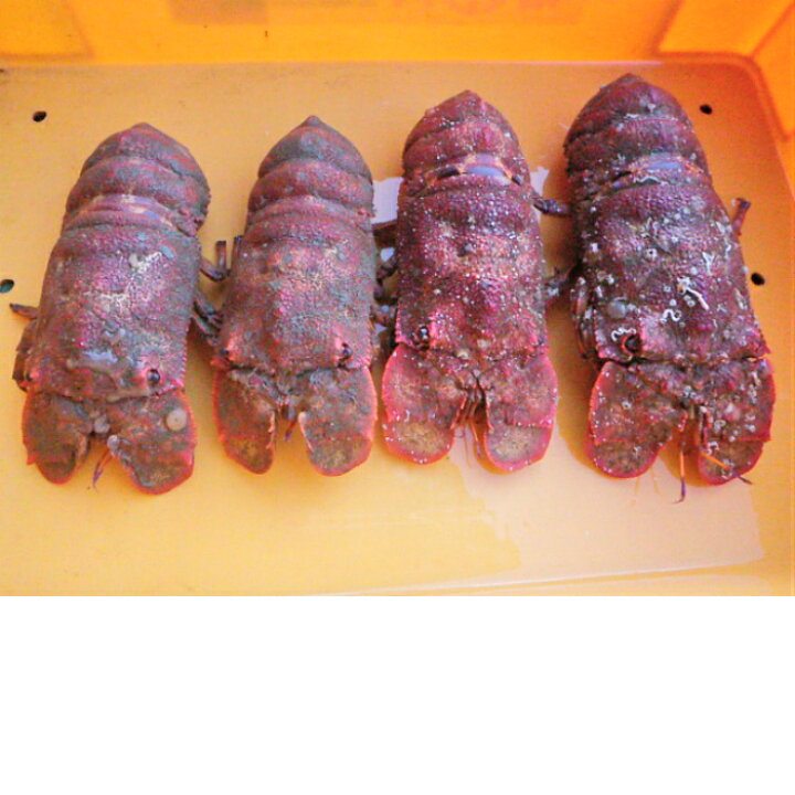 楽天市場 ふるさと納税 幻の天然セミエビ１kg サイズおまかせ 漁師だけのごちそうをお届け Ai 4 高知県土佐清水市