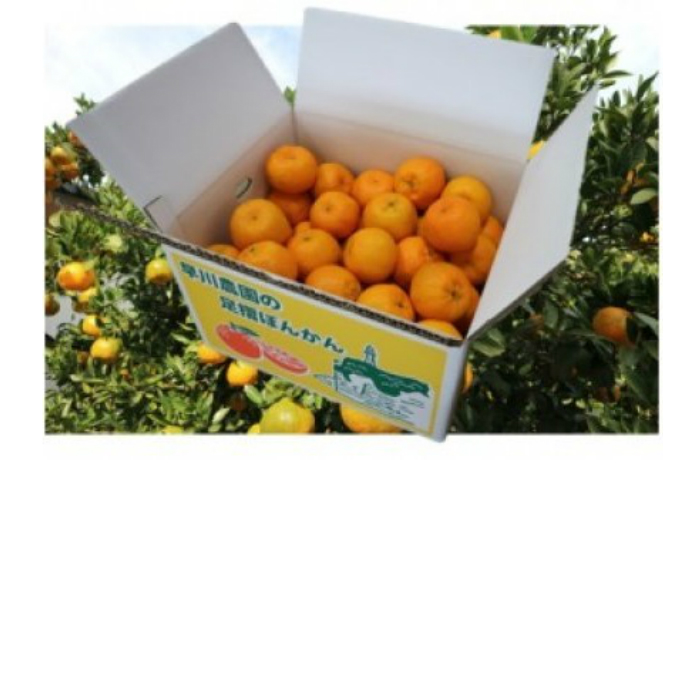 公式ショップ オンライン限定商品 冬の柑橘フルーツ ふるさと納税 早川農園のぽんかん 10kg H-27