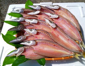 楽天市場 カマス その他水産物 魚介類 水産加工品 食品の通販