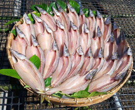 楽天市場 カマス その他水産物 魚介類 水産加工品 食品の通販