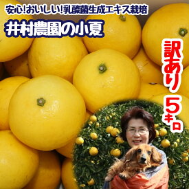 【ふるさと納税】R8年4月中旬以降発送 家庭用だけど家庭用じゃない!? 訳あり 小夏 5kg 家庭用 日向夏 みかん ミカン 柑橘 フルーツ 果物 果実 こなつ ニューサマーオレンジ 土佐小夏 とさ小夏 旬 おいしい ワケアリ 自宅用 ご家庭用 国産 高知 土佐清水 返礼品【R01492】