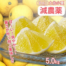 【ふるさと納税】【令和8年5月発送】訳あり 小夏 5kg 5キロ 白浜農園 減農薬小夏 柑橘 みかん ミカン 果物 フルーツ 日向夏 おやつ デザート 夏 旬のフルーツ 土佐小夏 柑橘類 美味しい おいしい ワケアリ ご自宅用 14000円 高知県 高知 土佐清水 故郷納税【R01153】