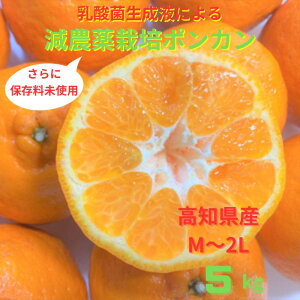 yӂ邳Ɣ[Łzߘa8N1{蔭󂠂聄ۂ񂩂 5kg x ݂ k m m y Â W[V[ n t[c ʕ r^~C { M`2LTCY _  Y