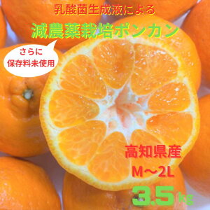 yӂ邳Ɣ[Łzߘa8N1{蔭@󂠂聄@ۂ񂩂 3.5kg x ݂ k m m y Â W[V[ n t[c ʕ |J r^~C { M`2LTCY _