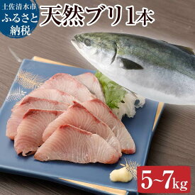 【ふるさと納税】天然ブリ1本（5kg～）下処理なし まるごと直送便【令和6年3月以降発送※着日指定不可※】先行予約 鮮魚 お刺身 刺身 たたき ぶりしゃぶ ぶり大根 塩焼き ぶり 1本 1匹 1尾 天然 ぶり ブリ 冷蔵 配送 新鮮 魚 おいしい 人気 故郷納税 土佐清水【R00872】