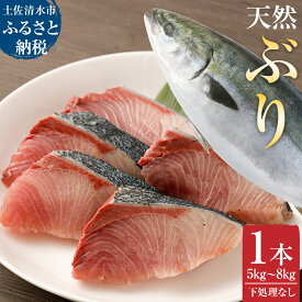 【ふるさと納税】令和8年3月発送 土佐清水産 天然ぶり まるごと1本 5kg～8kg 下処理なし 内臓除去無し【※着日指定不可※】buri 鮮魚 鰤 ブリ ぶり大根 刺身 ぶりしゃぶ 天然 高知県 土佐清水市 送料無料 しゃぶしゃぶ たたき 海鮮丼【R00873】