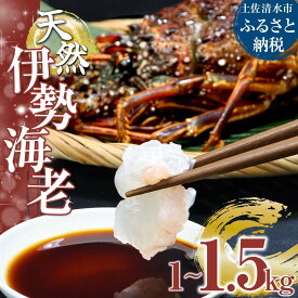 【ふるさと納税】天然伊勢海老 1～1.5kg（サイズ・匹数おまかせ）甲殻類 エビ アウトドア キャンプ 海鮮BBQ えび エビ 伊勢えび イセエビ 刺身 お刺身 鍋 お味噌汁 グラタン 海鮮 魚介類 海の幸 故郷納税 高知県 土佐清水市 送料無料 高知【R00625】