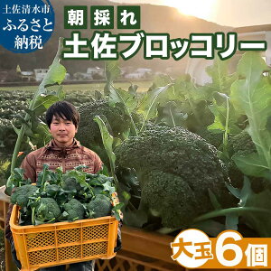 yӂ邳Ɣ[Łẑ ỹubR[ 6 1.5~1.8kg _Ƃ̃IXXpVst ₳  h{ ^pN N r^~C    ٓ T_  ①