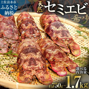 �y�ӂ邳�Ɣ[�Łz���̓V�R�Z�~�G�r ��750g�`1.7kg�i�T�C�Y���܂����j���t�̂������������͂��I�Z�~�C�V ���݂��� �C�N BBQ ���X�` �V�N �������� ���A �� �����H�� �① �z�� �̋��[�� �ӂ�