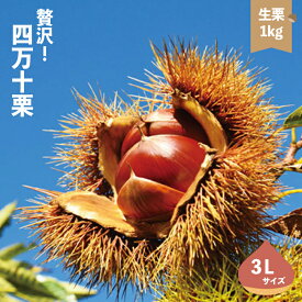 【ふるさと納税】 期間限定 数量限定 新栗 贅沢 四万十栗 3Lサイズ 約1kg 生栗 栗 くり クリ マロン 秋 フルーツ 果物 おやつ 焼き栗 栗ご飯 栗きんとん 甘露煮 おこわ 高知 高知県 四万十 四万十市 しまんと 送料無料 【2025年10月上旬～発送】25-578