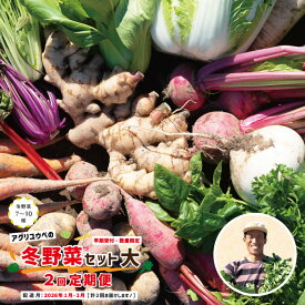 【ふるさと納税】 2回定期便 早期受付 数量限定 とれたて 新鮮 農家直送 アグリユウベの冬野菜セット (大) 国産 野菜セット 野菜便 やさい 野菜 冬野菜 ベジタブル 産地直送 国産 旬 高知県 四万十市 四万十 しまんと 定期便 送料無料 【配送月：2026年1月・2月】25-985
