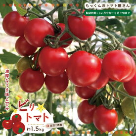【ふるさと納税】四万十市産 じっくり育った濃厚 ビリトマト 1.5kg 南国 新鮮 野菜 やさい 国産 トマト とまと ミニトマト コク うま味 甘い 冷蔵 産地直送 お取り寄せ 旬 農家直送 高知県 高知 四万十市 四万十 しまんと 送料無料 【12月中旬～5月下旬に発送】25-86