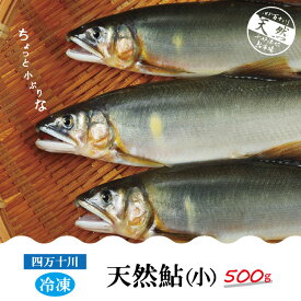 【ふるさと納税】R5-775．四万十川の天然鮎(小)500g(約6～9匹) 高知 四万十市 四万十 しまんと 四万十川 川魚 鮎 天然 香魚 生魚 お取り寄せ 天然鮎 焼き鮎 あゆ アユ