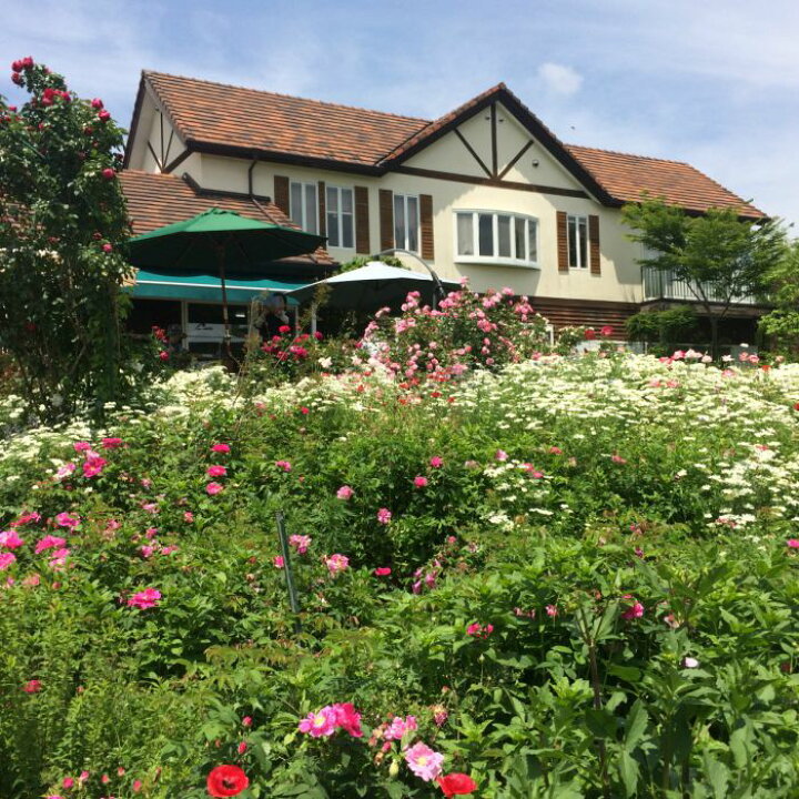 楽天市場 ふるさと納税 イングリッシュガーデンハウス 柑橘 みかんジュース 家庭用 送料無料 期間 数量限定 柑橘 B 280 高知県香南市 楽天市場 ふるさと納税 イングリッシュガーデンハウス 柑橘 みかんジュース 家庭用 送料無料 期間 数量限定 柑橘 B 280 高知県香南市