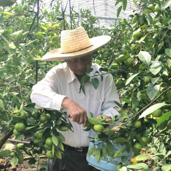 楽天市場 ふるさと納税 イングリッシュガーデンハウス 柑橘 みかんジュース 家庭用 送料無料 期間 数量限定 柑橘 B 280 高知県香南市 楽天市場 ふるさと納税 イングリッシュガーデンハウス 柑橘 みかんジュース 家庭用 送料無料 期間 数量限定 柑橘 B 280 高知県香南市