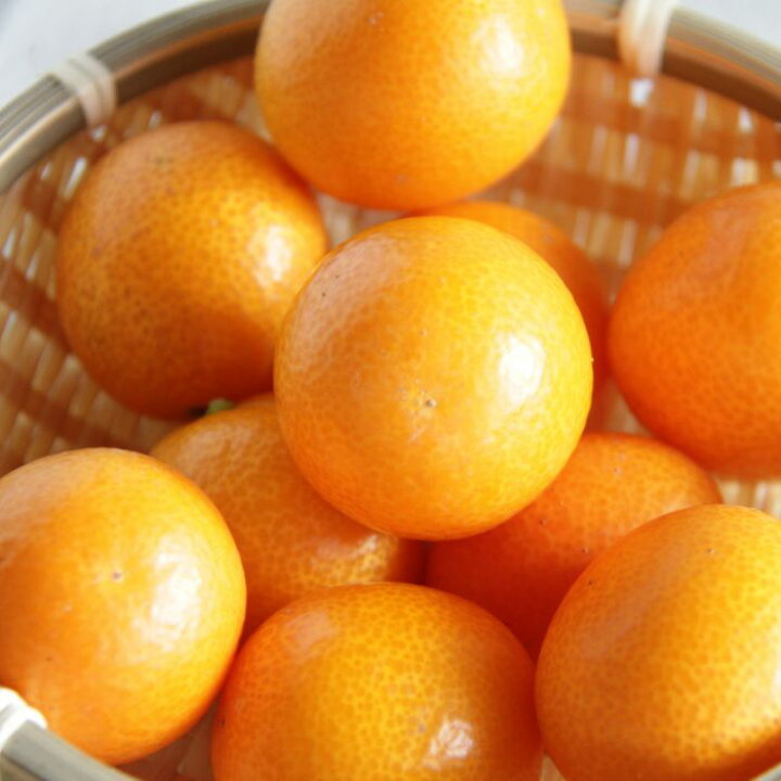 楽天市場 ふるさと納税 高知の太陽を浴びた完熟フルーツきんかん１kgきんかん キンカン 金柑 フルーツ 柑橘 果物 送料無料 数量限定 期間限定配送 C 195 高知県香南市