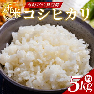 yӂ邳Ɣ[ŁzV ߘa7NY RVqJ 5kg - Y mY      R Ђ  ͂ ɂ Hi ǂԂ낭H[ m sy퉷zdb-0039