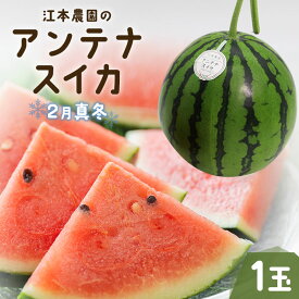 【ふるさと納税】【期間限定】江本農園の2月真冬アンテナスイカ 1玉 - 数量限定 果物 くだもの フルーツ すいか 西瓜 のし 熨斗 甘い あまい デザート 美味しい おいしい おやつ スイーツ フレッシュ みずみずしい 瑞々しい 高知県 香南市【常温】 em-0016