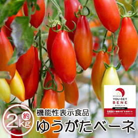 【ふるさと納税】機能性表示食品 ミニトマト ゆうがたベーネ 約2kg（1kg×2箱） - 送料無料 トマト プチトマト フルーツトマト ギフト 甘い お礼 御礼 感謝 のし対応 高糖度 お歳暮 御歳暮 贈答用 贈り物 井上石灰工業株式会社 高知県 香南市【常温/冷蔵】
