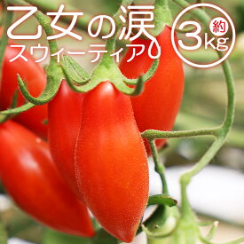 【ふるさと納税】【先行予約受付】乙女の涙 スウィーティア ミニトマト 約3kg（1kg×3箱）- 野菜 やさい とまと トマト プチトマト フルーツトマト ギフト のし対応 高糖度 贈答用 贈り物 お礼 御礼 感謝 送料無料 井上石灰工業株式会社 高知県 香南市【常温/冷蔵】