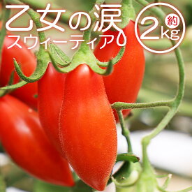 【ふるさと納税】【先行予約受付】乙女の涙 スウィーティア ミニトマト 約2kg（1kg×2箱）- 野菜 やさい とまと トマト プチトマト フルーツトマト ギフト のし対応 高糖度 贈答用 贈り物 お礼 御礼 感謝 送料無料 井上石灰工業株式会社 高知県 香南市【常温/冷蔵】