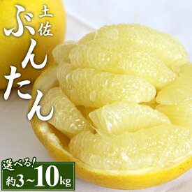 【ふるさと納税】【先行予約】土佐文旦 (2L〜4Lサイズ)（選べる：約3kg/5kg/7kg/10kg） - 期間 数量限定 果物 詰め合わせ くだもの フルーツ 柑橘類 ぶんたん ブンタン フレッシュ ジューシー 間城農園 ザボン ボンタン 冬ギフト 食べ方 特産品 贈答 高知県 香南市【常温】