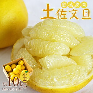 yӂ邳Ɣ[Łzys\zyU  10kg (M`LTCY) - k t[c ʕ  Ԃ񂽂 u^ Ԍ ʌ Y Yi  ԏ_ m sy퉷