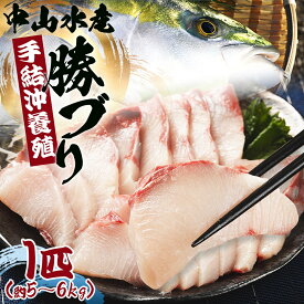 【ふるさと納税】【配送日指定可能】ブリ 1匹(5kg～6kg) 「勝ブリ」 魚 ぶり 鰤 寒ブリ 海鮮 鮮魚 魚介類 ギフト 贈答 お祝い 御祝 お刺身 煮物 焼き魚 照り焼き たたき 1本 キロ 産地直送 香南市 冷蔵