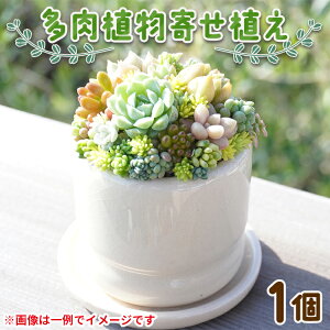 【ふるさと納税】多肉植物の寄せ植え 1個 - 鉢植え インテリア ガーデニング おしゃれ グリーン プレゼント 観葉植物 多肉 植物 寄せ植え かわいい お楽しみ 自然 PUKUTTO 高知県 香南市【常温