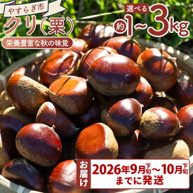 【ふるさと納税】【選べる数量】【先行受付】栄養豊富な秋の味覚 クリ（栗）（約1kg/2kg/3kg） - 選べる 内容量 国産 果物 青果 フルーツ マロン 生栗 秋の味覚 旬 ゆで栗 焼き栗 甘露煮 栗ご飯 やすらぎ市 高知県 香南市【常温】【2026年9月下旬～10月下旬までに発送】