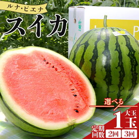【ふるさと納税】【選べる定期便】空中立体栽培で太陽の愛情をたっぷり受けた ルナ・ピエナスイカ 1玉(大玉) (定期回数 通常便(1回)/2回/3回) - スイカ 高知県産 ルナピエナ ギフト 贈り物 のし フルーツ大好き 西瓜 果物 夏の果物「2026年5月下旬より順次配送」