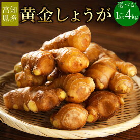 【ふるさと納税】＜選べる内容量＞【高知県産】黄金しょうが 約1kg・約2kg・約4kg ショウガ 生姜 野菜 特産品 香美市 高知県 送料無料