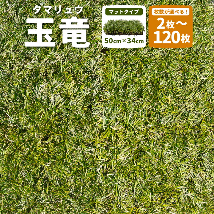 楽天市場】【ふるさと納税】【選べる枚数】玉竜 タマリュウ たまりゅう  