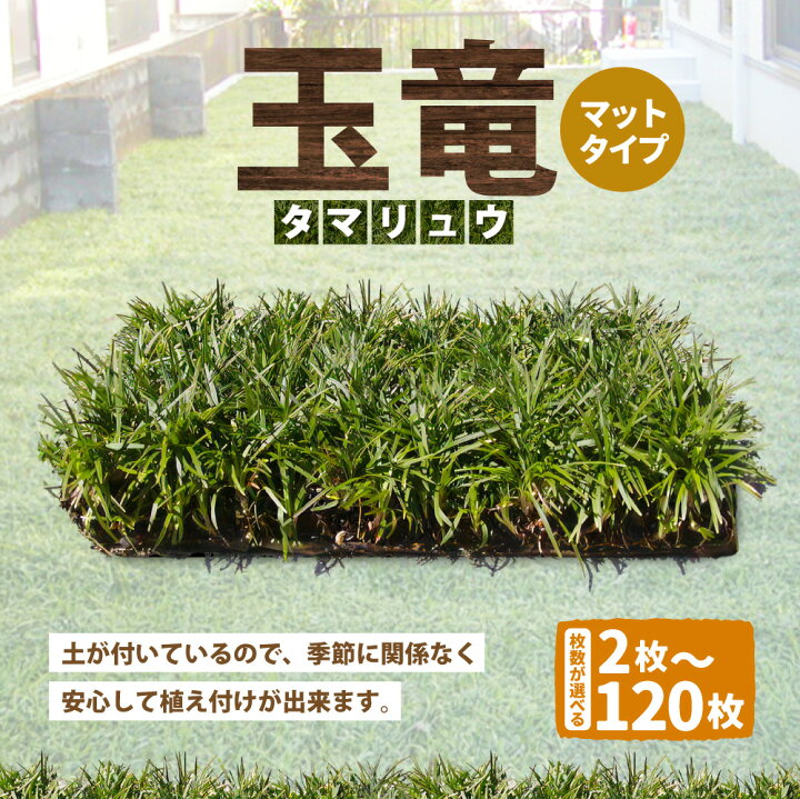 楽天市場】【ふるさと納税】玉竜 タマリュウ たまりゅう ＜選べる枚数 