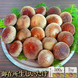【ふるさと納税】＜選べる定期便・内容量＞【3回・6回・12回定期便】御在所肉厚生しいたけ 約500g 約1kg 椎茸 シイタケ きのこ キノコ 茸 野菜 冷蔵 高知県 香美市 送料無料