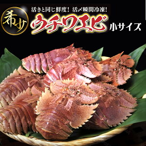 yӂ邳Ɣ[ŁzE`Gr() VRق܂I 500g(6~7CO) Y mY VR VN CN hg Ă {C l  j LO 蕨 