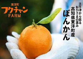 楽天市場 ぽんかん 3kgの通販