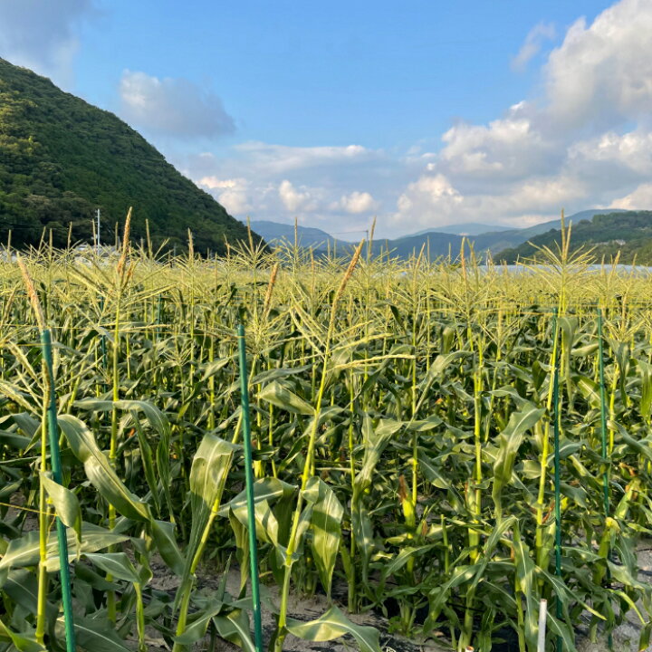 楽天市場】【ふるさと納税】☆2022年8月下旬発送開始☆ ~四国一小さなまち~ ≪数量限定:産地直送≫ 朝どれ とうもろこし スイートコーン(ゴールドラッシュ)15本! 一本一本農家さんが手塩にかけて育てた「スイートコーン」です。 新鮮 とうもろこし スイートコーン ... 楽天市場】【ふるさと納税】☆2022年8月下旬発送開始☆ ~四国一小さなまち~ ≪数量限定:産地直送≫ 朝どれ とうもろこし スイートコーン(ゴールドラッシュ)15本! 一本一本農家さんが手塩にかけて育てた「スイートコーン」です。 新鮮 とうもろこし スイートコーン ...