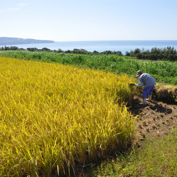 楽天市場】【ふるさと納税】先行予約受付中 ☆ 新米 令和4年産 15kg ☆ ≪四国一小さくて、魅力がぎゅっとつまったまち≫ 令和4年産『田野米』 15kg(5kg×3袋) 農家さんが手塩にかけて育てた新米です!! 新米 米 お米 白米 精米 送料無料 こめ コメ ごはん ご飯 飯 ... 楽天市場】【ふるさと納税】先行予約受付中 ☆ 新米 令和4年産 15kg ☆ ≪四国一小さくて、魅力がぎゅっとつまったまち≫ 令和4年産『田野米』 15kg(5kg×3袋) 農家さんが手塩にかけて育てた新米です!! 新米 米 お米 白米 精米 送料無料 こめ コメ ごはん ご飯 飯 ...