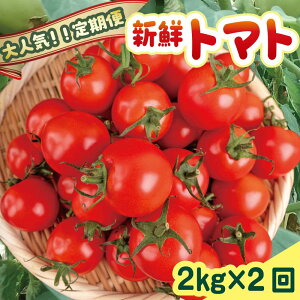 yӂ邳Ɣ[Łz yVNg}gґ4kgIz cY VNg}g 2kg  2 v4kg ̂ꂽ VN g}g Ƃ܂ g}g t[cg}g ~fBg}g 2kg 2 2  _ƒ 