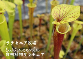 楽天市場 食虫植物 販売の通販