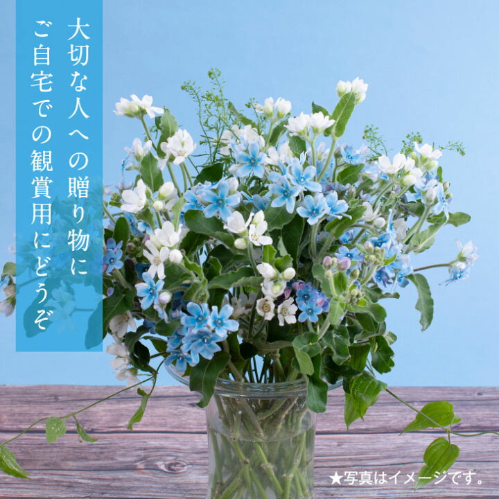楽天市場 ふるさと納税 芸西村特産ブルースター花束 約15本程度の花束 故郷納税 高知県芸西村産で世界一にも輝いたブルースター ピュアブルー を生産地よりお届け 花言葉は 幸福な愛 信じあう心 大切な方への贈り物としても 高知県芸西村 楽天市場 ふるさと納税 芸西村特産ブルースター花束 約15本程度の花束 故郷納税 高知県芸西村産で世界一にも輝いたブルースター ピュアブルー を生産地よりお届け 花言葉は 幸福な愛 信じあう心 大切な方への贈り物としても 高知県芸西村