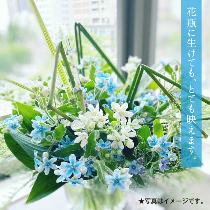 楽天市場 ふるさと納税 芸西村特産ブルースター花束 約45本程度の花束 故郷納税 高知県芸西村産で世界一にも輝いたブルースター ピュアブルー を生産地よりお届け 花言葉は 幸福な愛 信じあう心 大切な方への贈り物としても 10月中旬より発送予定 高知県 楽天市場 ふるさと納税 芸西村特産ブルースター花束 約45本程度の花束 故郷納税 高知県芸西村産で世界一にも輝いたブルースター ピュアブルー を生産地よりお届け 花言葉は 幸福な愛 信じあう心 大切な方への贈り物としても 10月中旬より発送予定 高知県